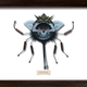 Illustration for article titled Litter Bugs: Creatures Made From Our Cast-Offs